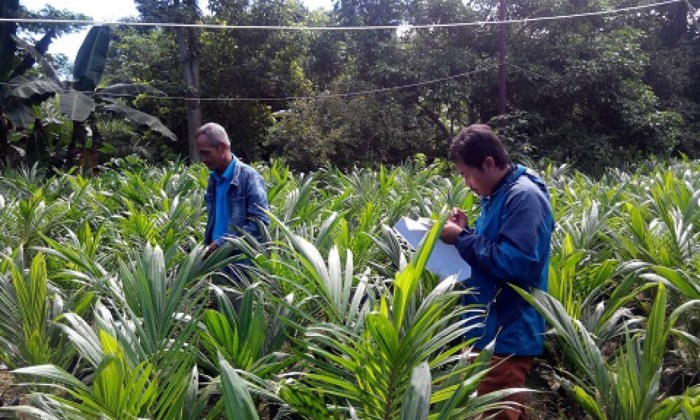 Gaji karyawan pt perkebunan nusantara iii persero